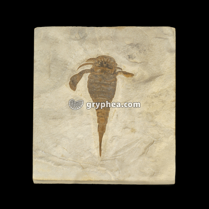 Eurypterus remipes (ou Scorpion de mer, Silurien) - gryphea.com